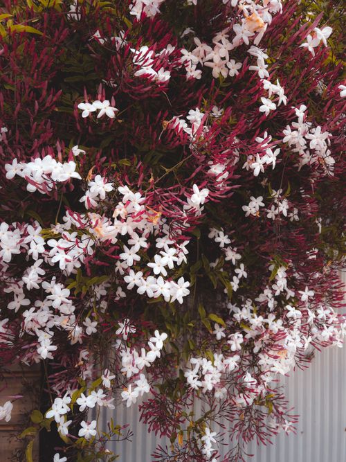 Free A vibrant display of jasmine flowers with white petals and lush green foliage. Stock Photo