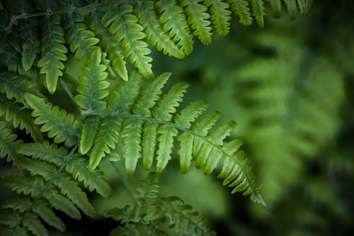 Close-Up Shot of Green Fern Leaves