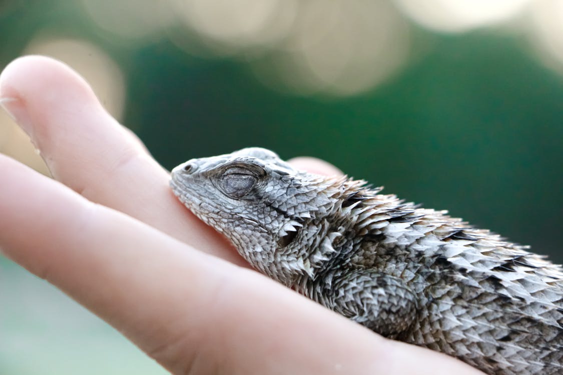 A Lizard on a Hand · Free Stock Photo