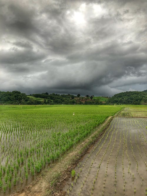 Free stock photo of green, rice, rice fields Stock Photo