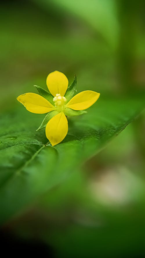 Foto stok gratis alam yang indah, bunga kuning, keindahan alam