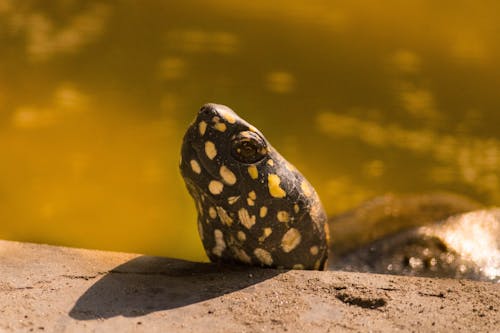 Yellow Dotted Turtle 