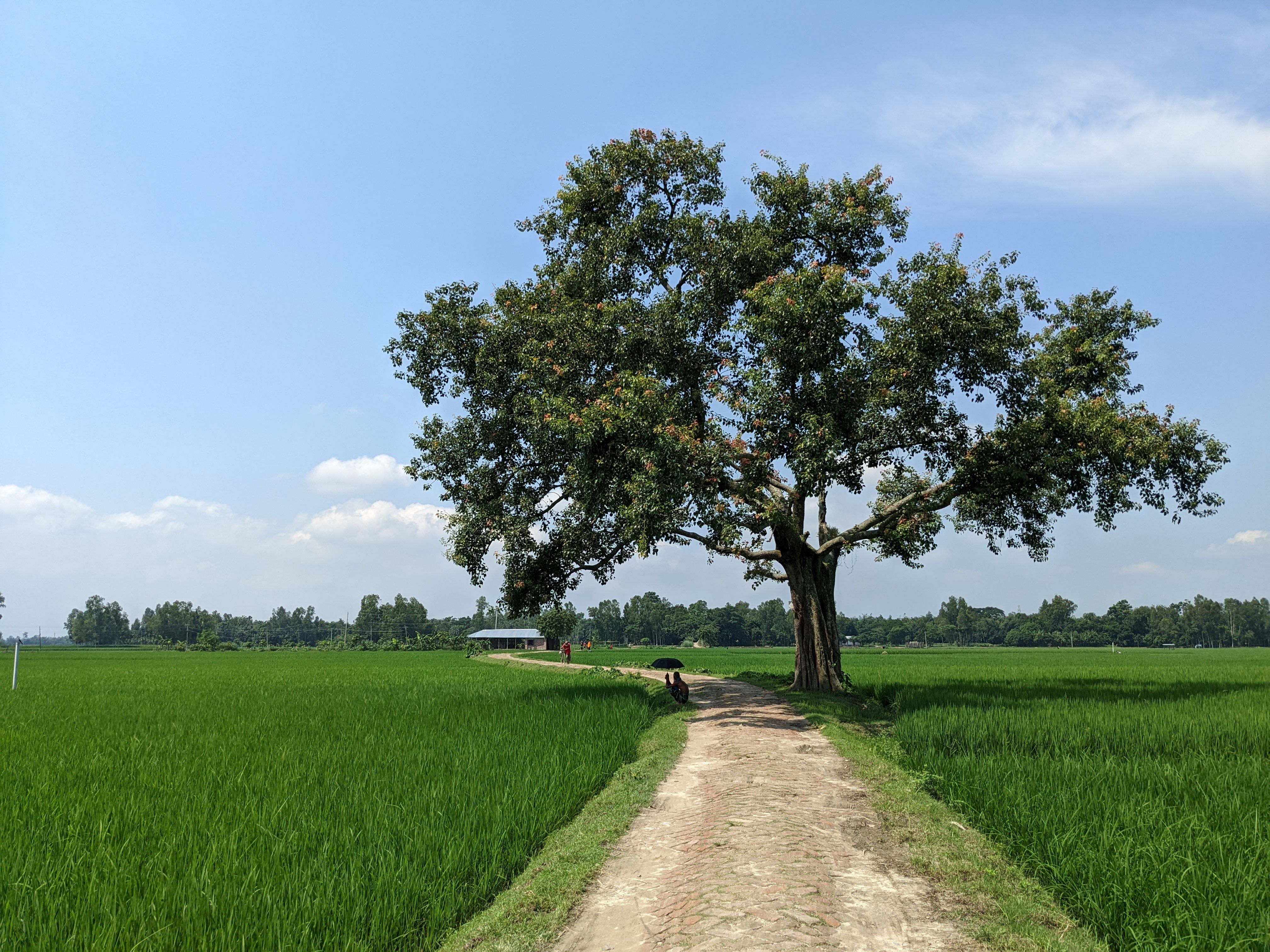 Free A serene pathway amid lush fields and a solitary tree under a bright sky in Bangladesh. Stock Photo