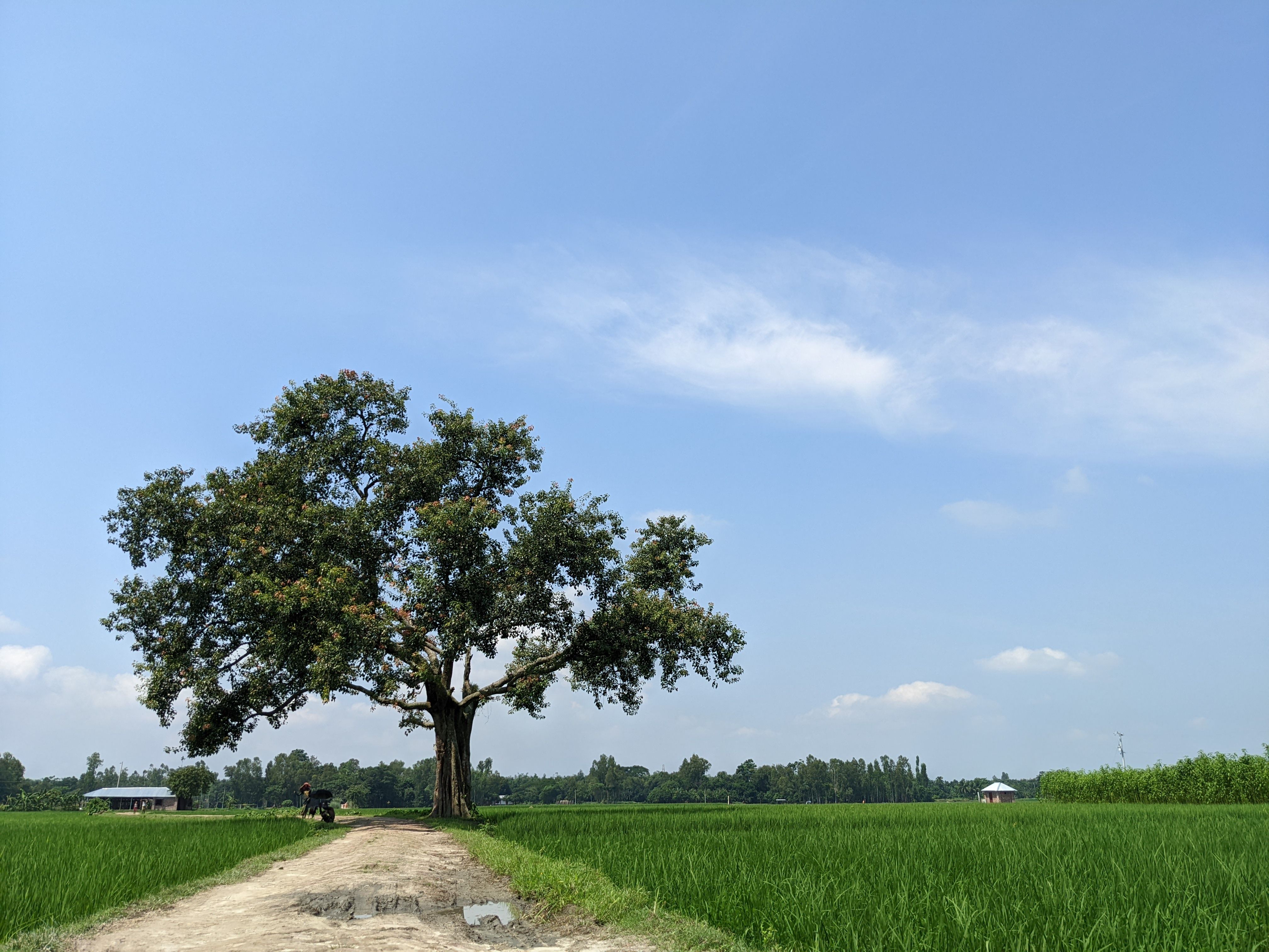 Aldea rural de Bangladés con arrozales verdes a la luz del día