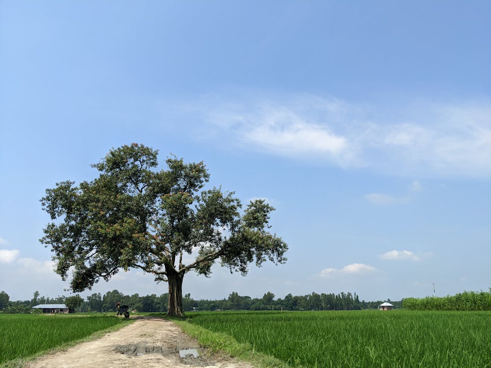 Fotos de stock gratuitas de agricultura, árbol, camino de tierra