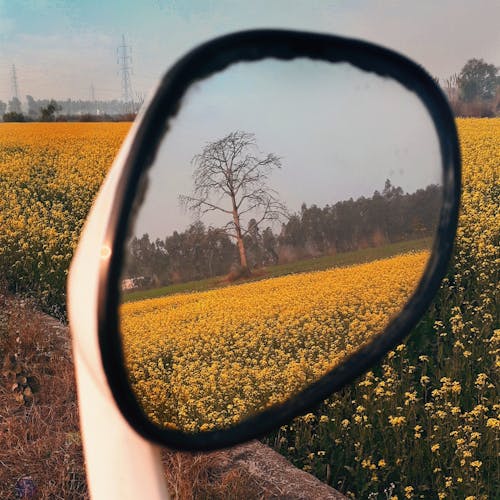 Fotobanka s bezplatnými fotkami na tému farby v indii, poľnohospodárskej oblasti, všetko žlté