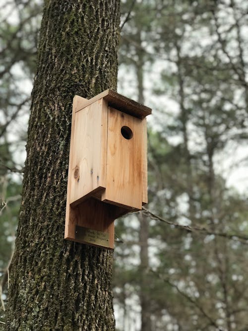 Brown Wooden Birdhouse Auf Brown Tree Trunk