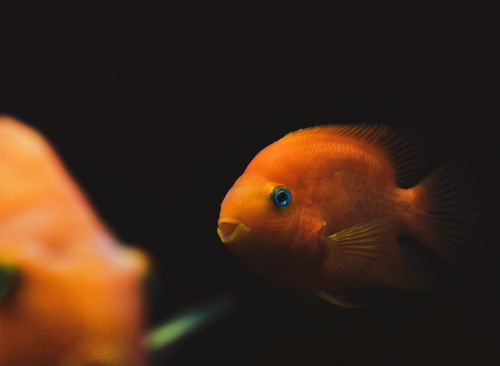 Free A vivid orange fish swims gracefully in a mysterious, dark underwater environment. Stock Photo