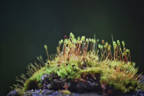 Close-up of Moss 