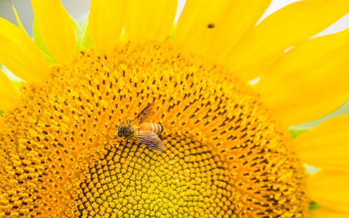 Free Close-Up Shot of a Honey Bee on Sunflower Stock Photo