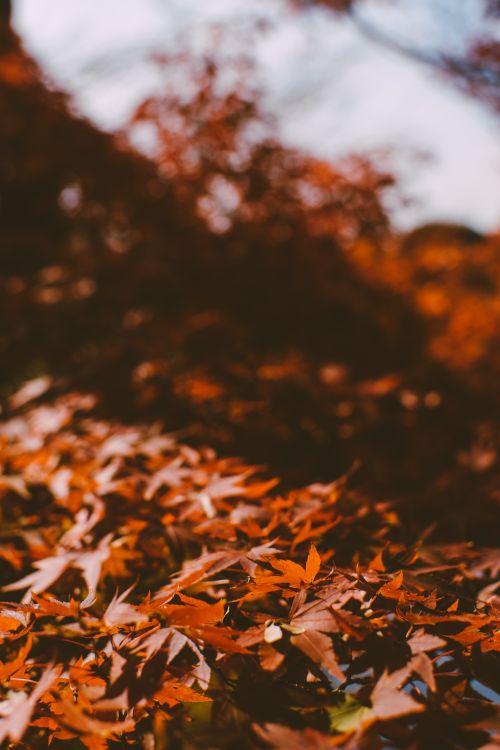 Free A scenic view of fallen maple leaves in Kyoto, showcasing the vibrant colors of fall. Stock Photo