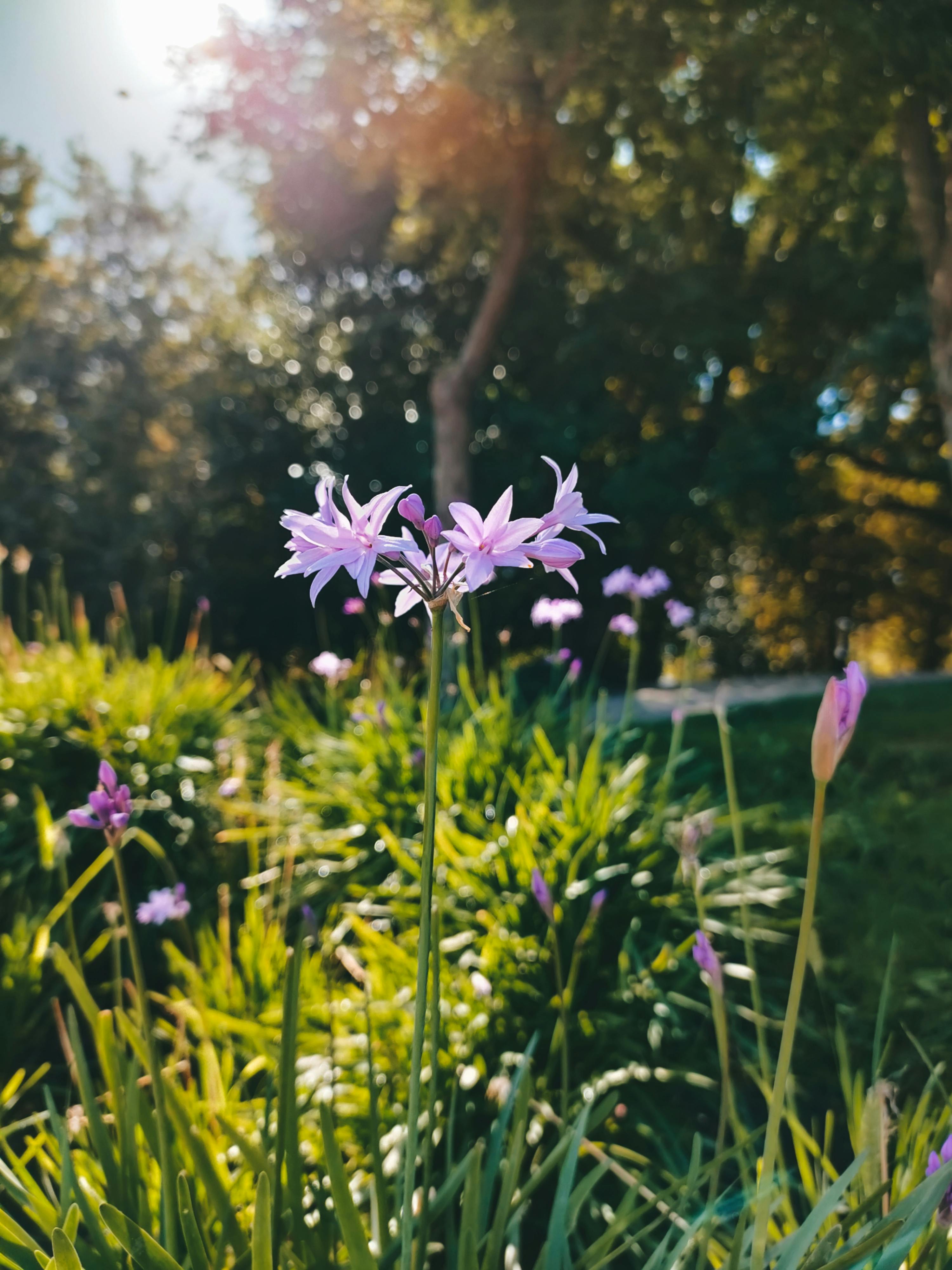 Society Garlic Flowers in Bloom · Free Stock Photo