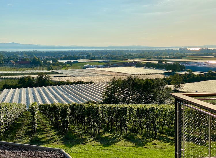 Landscape Of A Vineyard And Croplands In Summer 