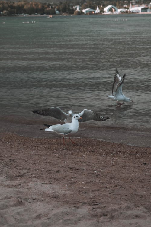 Seagulls on the Sea Shore