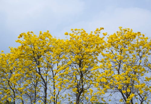 Yellow Flowering Trees in Bloom Under Blue Sky