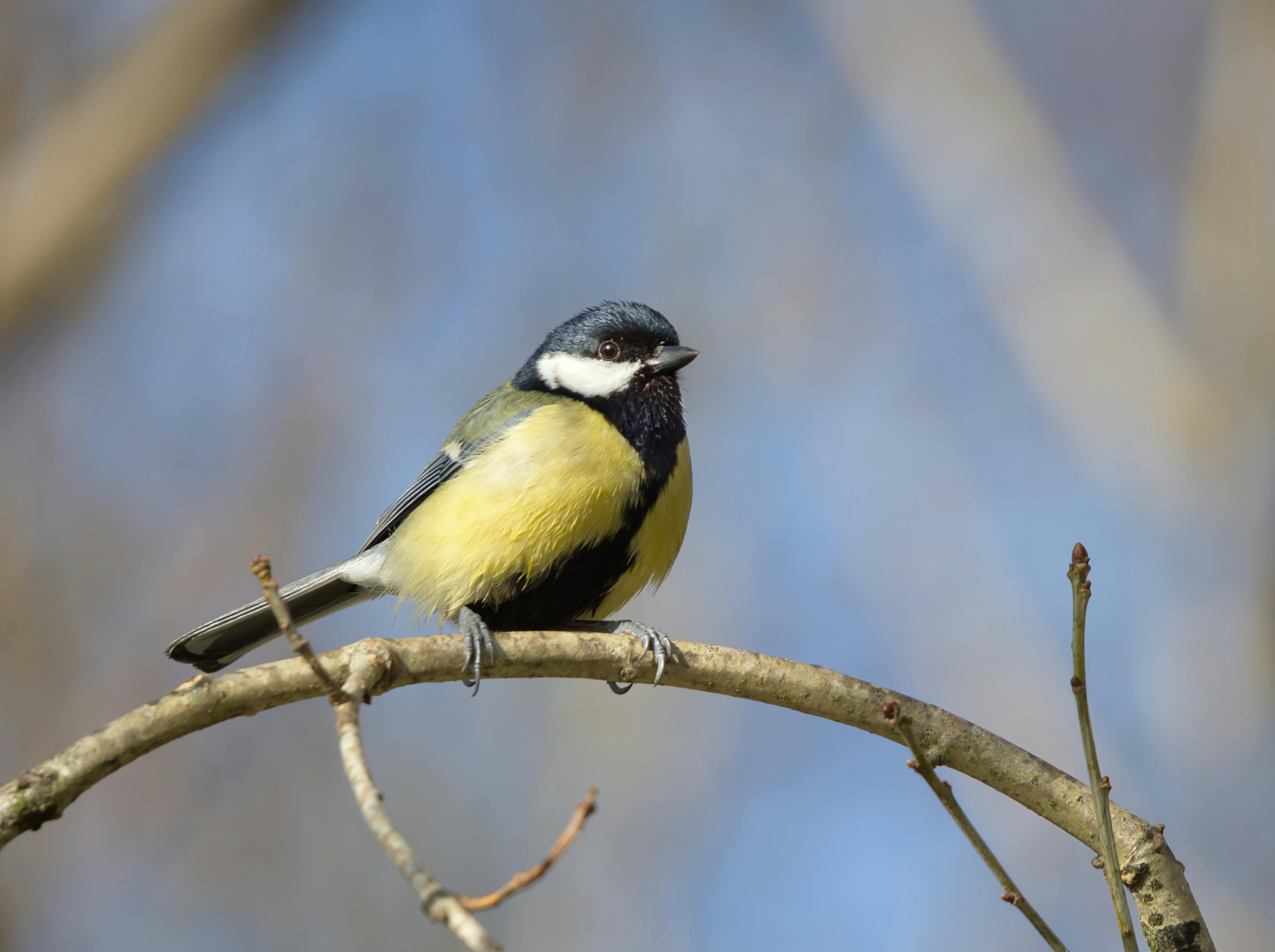great tit perched on a branch