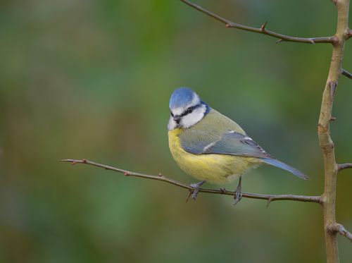 Free Close-up of a Eurasian Blue Tit perched on a branch against a blurred green background. Stock Photo