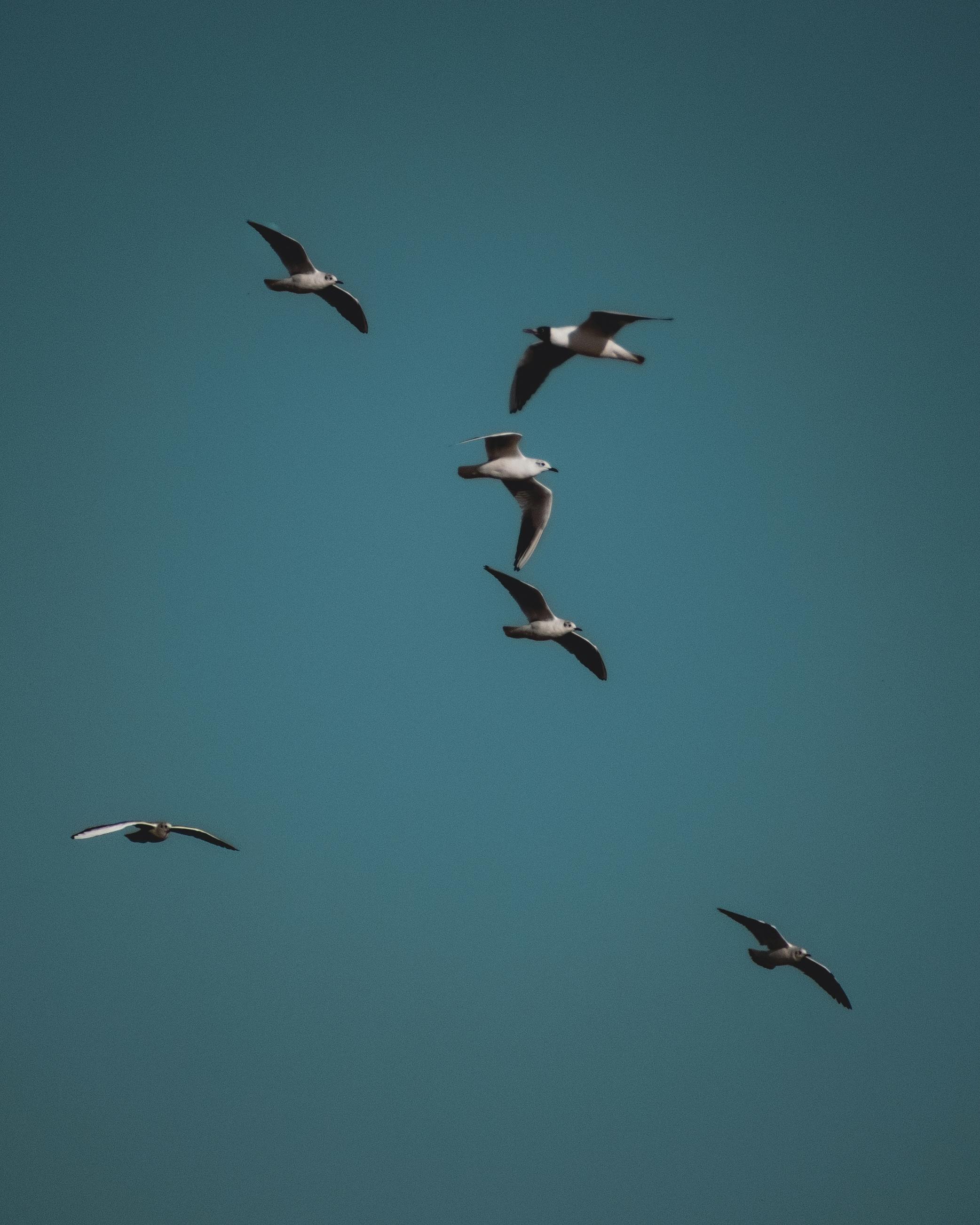 Flock of seagulls gracefully flying against a clear blue sky, capturing the essence of freedom.