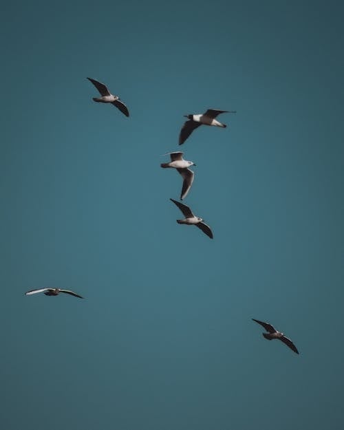 Birds Flying Under Blue Sky