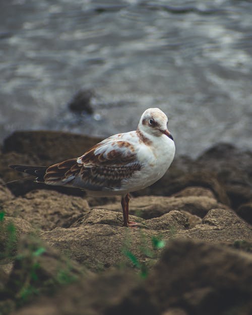 Close-Up Shot of a Black-Headed Gull on Brown Rock
