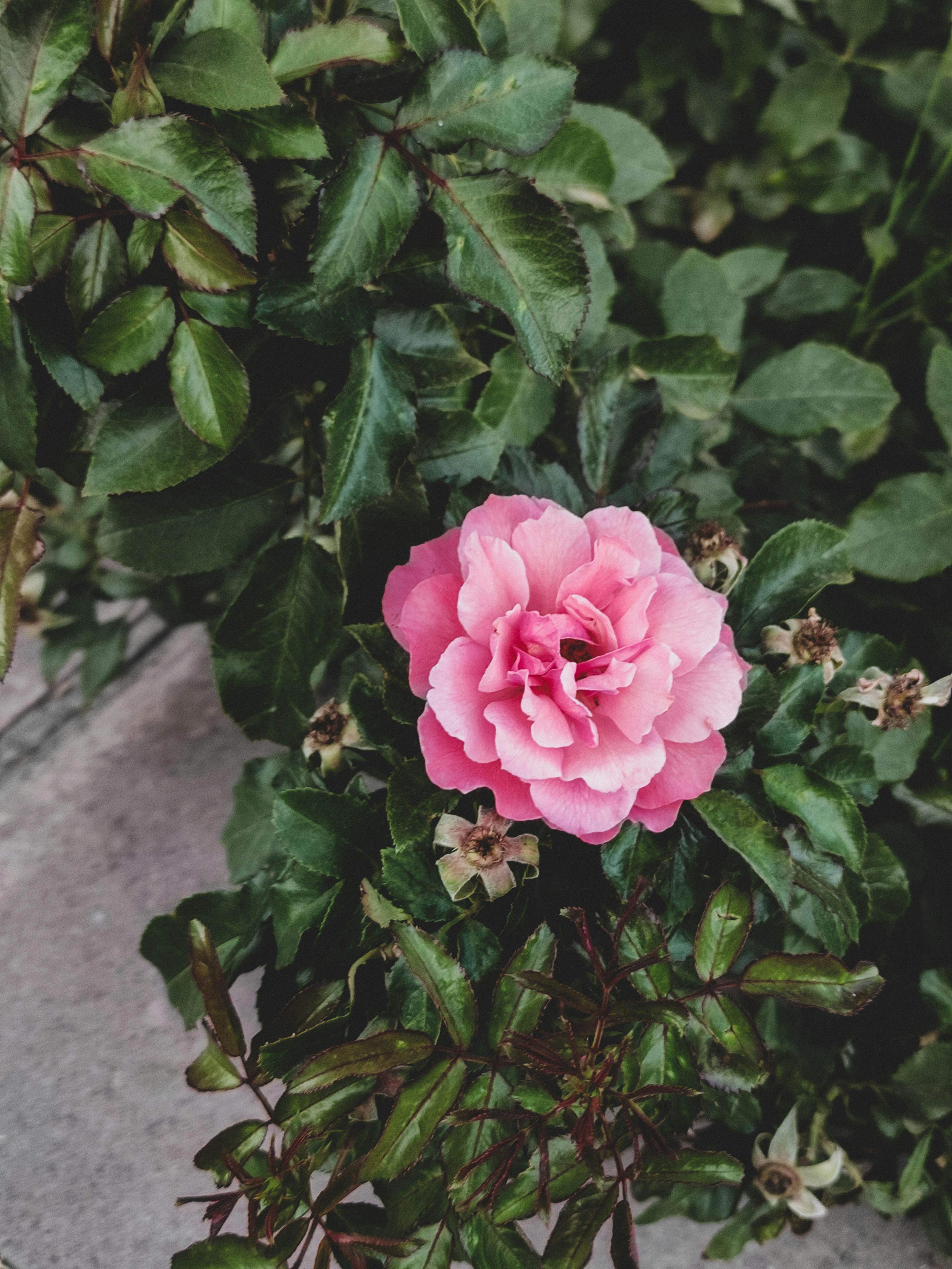 Beautiful Pink Flower in Bloom · Free Stock Photo