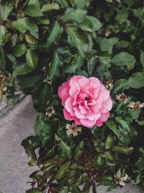 Free Vibrant pink camellia flower surrounded by lush green leaves in an outdoor garden setting. Stock Photo