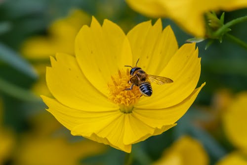 Foto d'estoc gratuïta de abella, flor, flor de cosmos