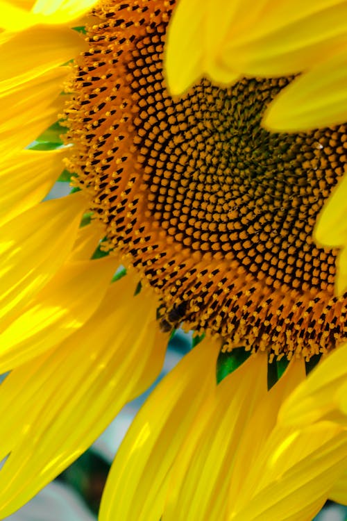 Free A Sunflower in Macro Photography Stock Photo