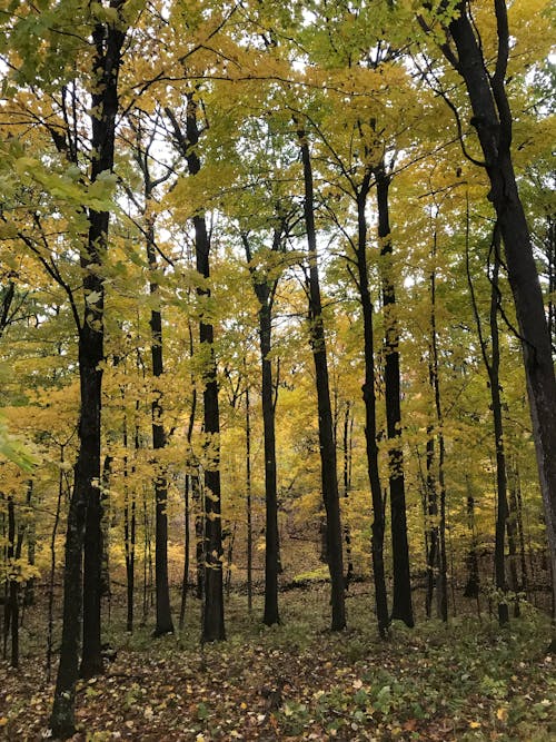 Immagine gratuita di alberi autunnali, boschi, foresta