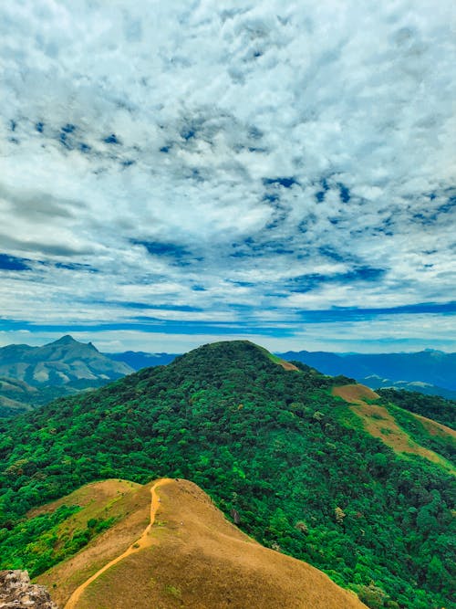 Foto profissional grátis de arbusto, arbustos, azul