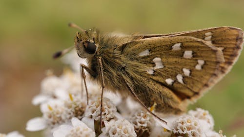 Kostnadsfri bild av fjäril, insekt, insektsfotografering