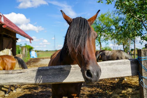 Ingyenes stockfotó állat, állatállomány, állatfotók témában