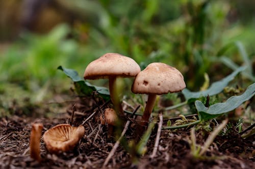 Kostnadsfri bild av mörkgrön, svampar, vacker natur