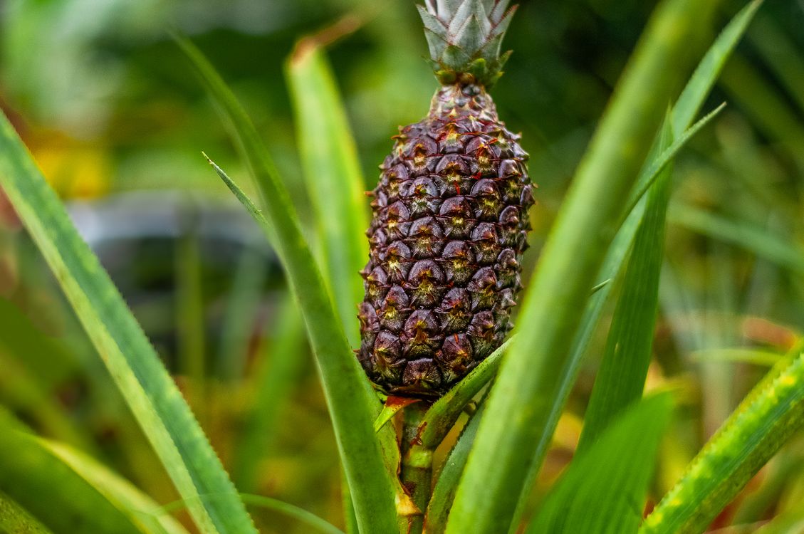 Pneapples Close Up Photo of a Pineapple Fruit · Free Stock Photo