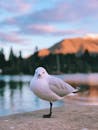 新西兰皇后镇瓦卡蒂普湖畔，日落时分的海鸥特写