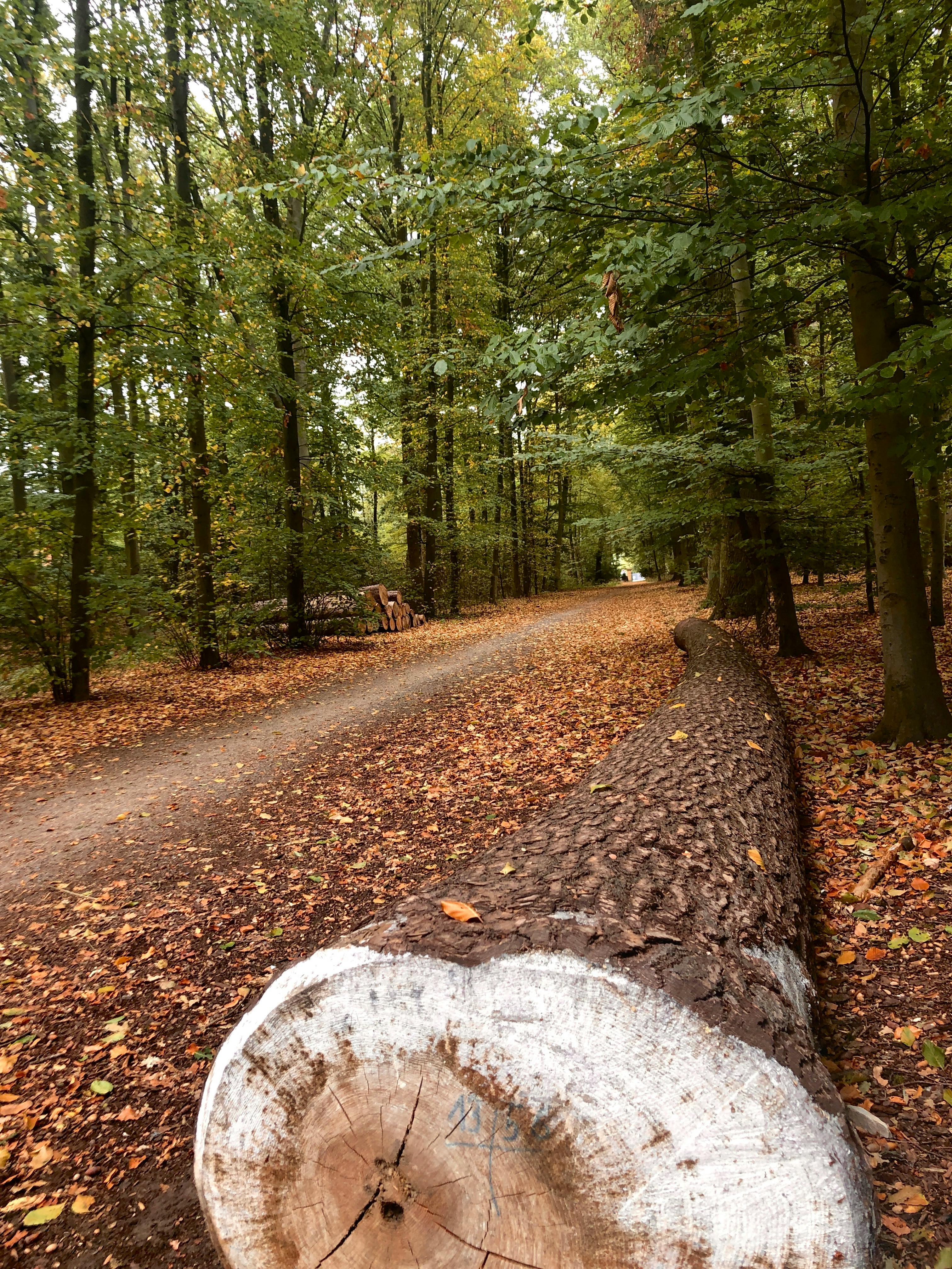 wood road landscape nature