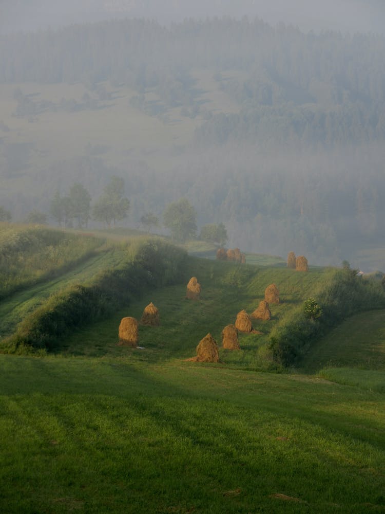 Summer Rural Landscape