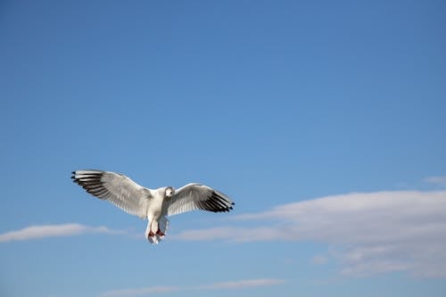 Fotobanka s bezplatnými fotkami na tému krídla, lietanie, modrá obloha
