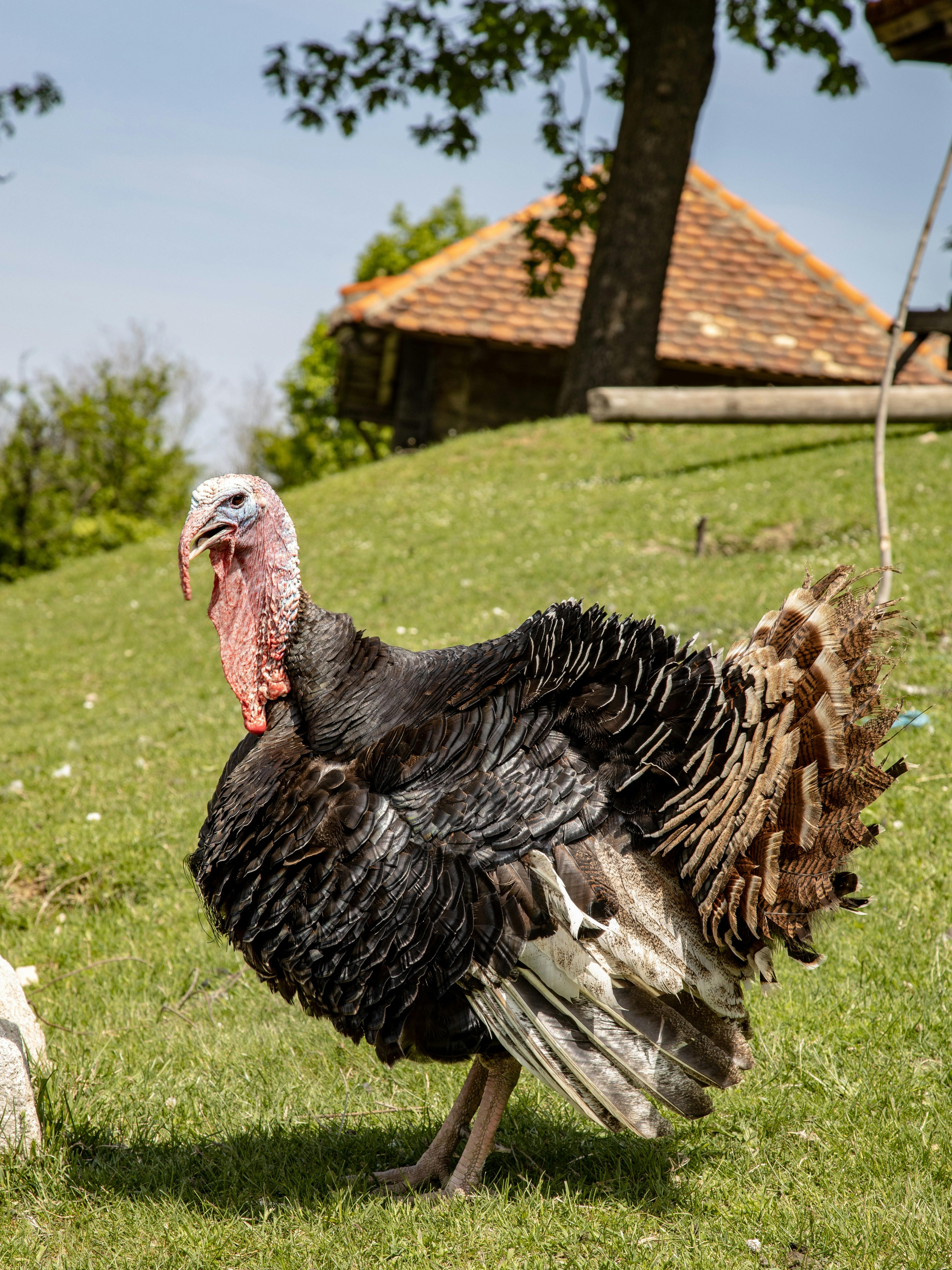 Close-up of a wild turkey standing on green grass under a tree.