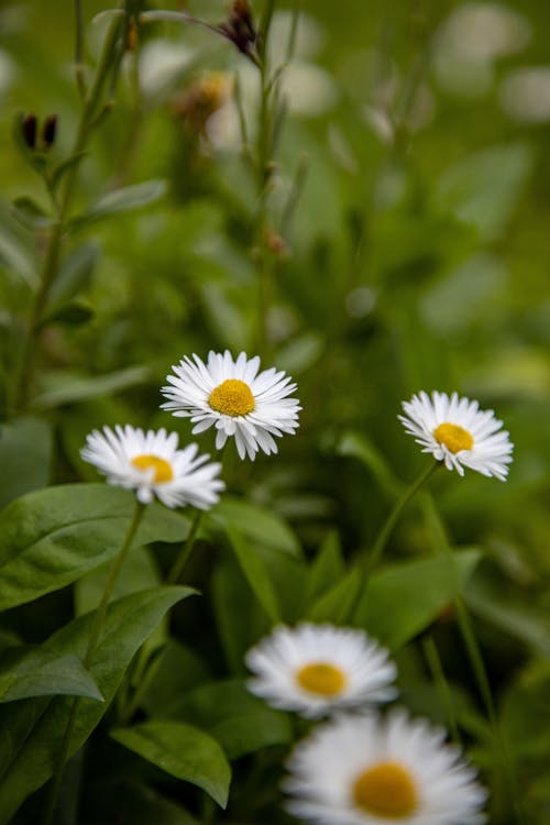 A White Daisy Flowers in Full Bloom