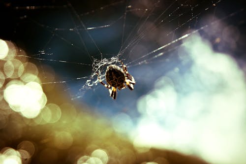 Selective Focus Photography of Brown Angulate Orbweaver Spider