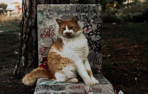 Free A fluffy tabby cat comfortably sits on a patterned chair outdoors, radiating curiosity and charm. Stock Photo