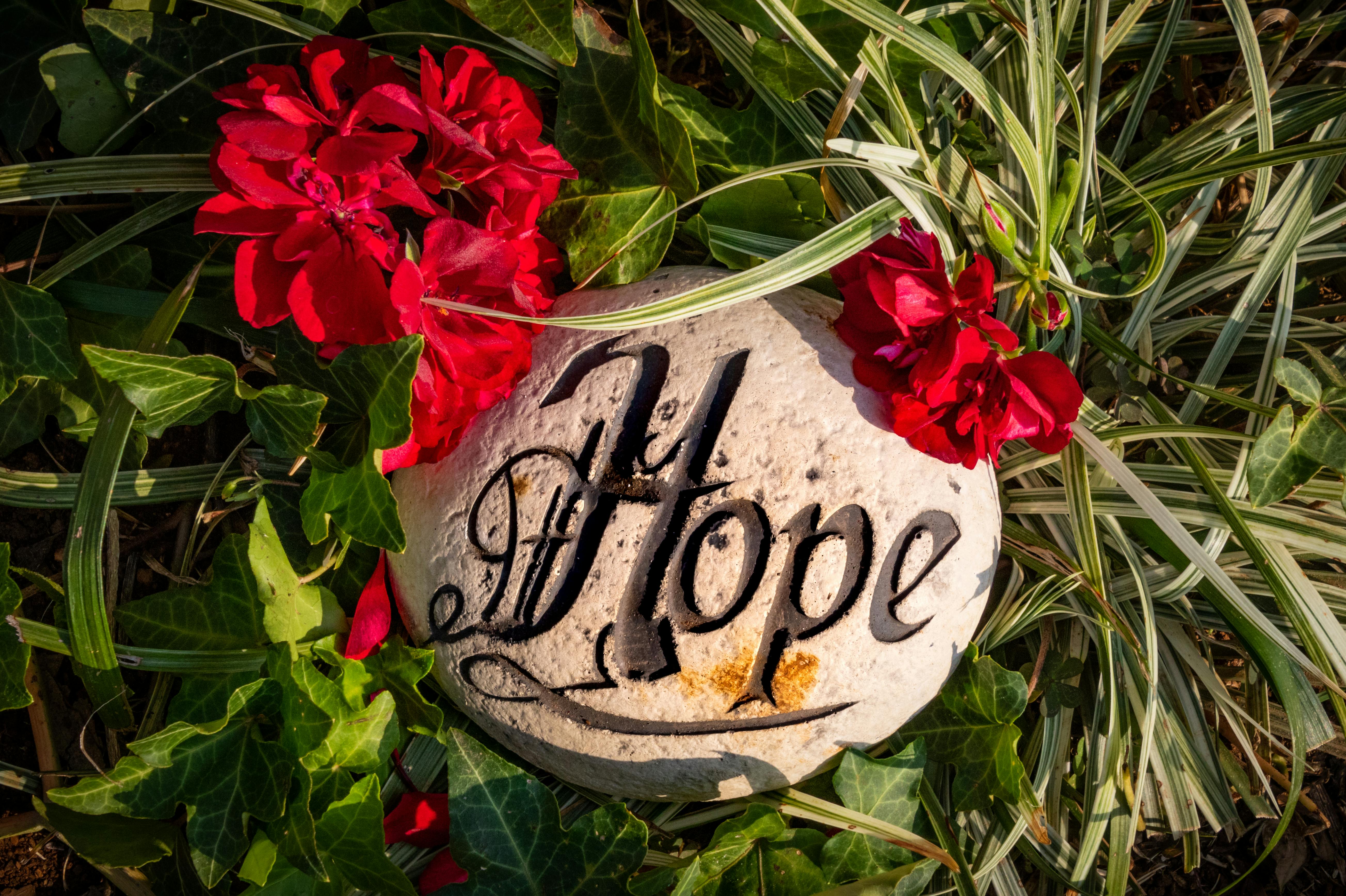 Free stock photo of flowers, garden, hope