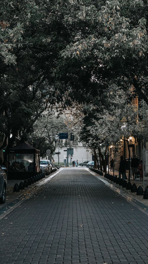 ağaçlar, arabalar, dikey atış içeren Ücretsiz stok fotoğraf