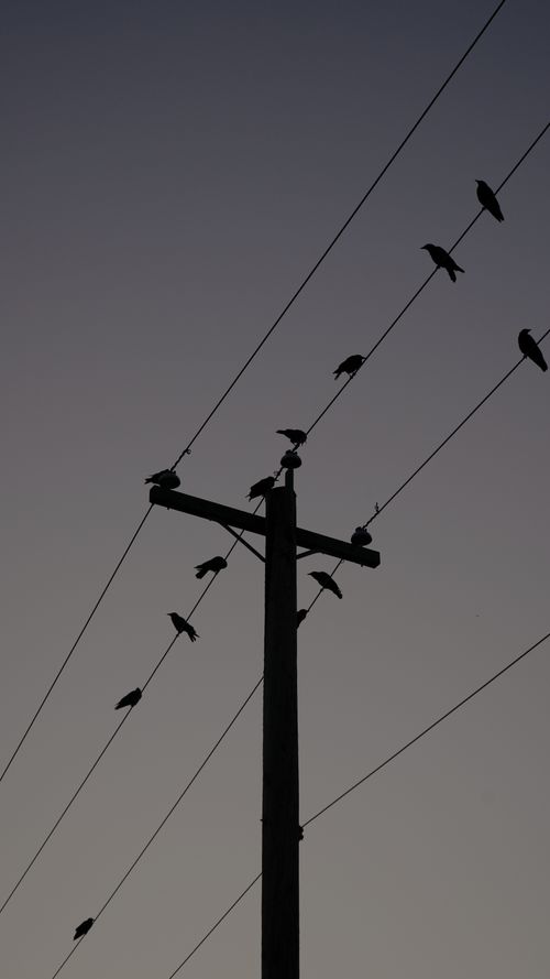 Free A flock of silhouetted birds perched on utility wires against the twilight sky. Stock Photo