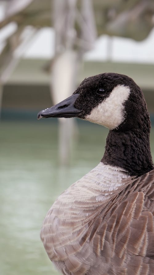 Close-Up Shot of a Canada Goose 