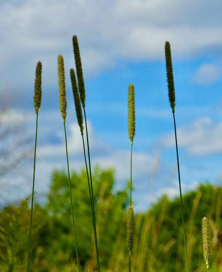 Timothy-grass In Close-up Photography