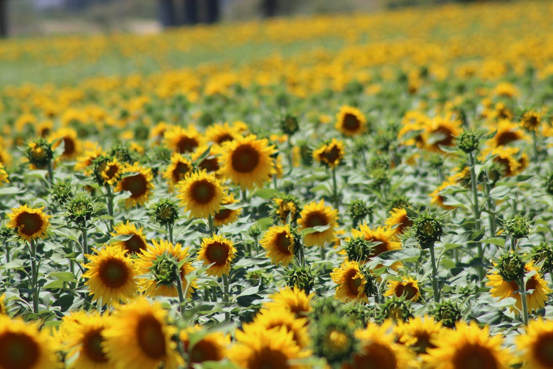 Foto stok gratis berbunga, bunga kuning, bunga matahari