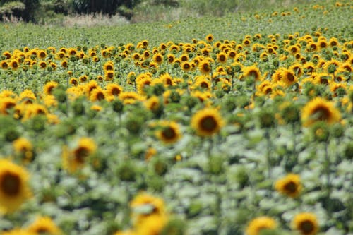 Sunflowers far