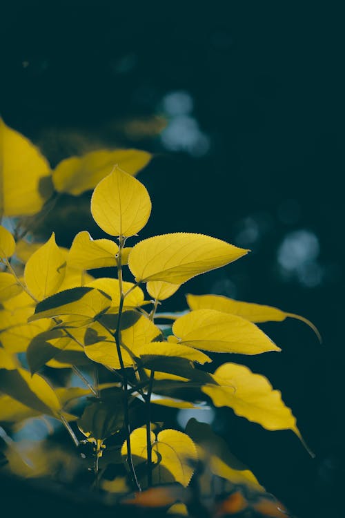 Plant with Yellow Leaves in the Garden